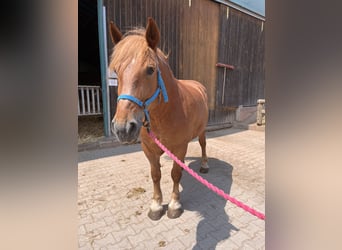 Polish Coldblood, Mare, 11 years, Chestnut-Red