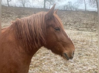 Polish Coldblood Mix, Mare, 12 years, 14,1 hh, Chestnut-Red