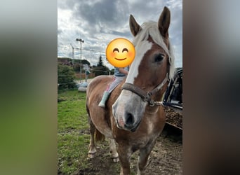 Polish Coldblood, Mare, 12 years, 15,2 hh, Brown-Light