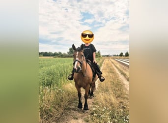 Polish Coldblood, Mare, 12 years, 15,2 hh, Brown