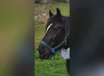 Polnisches Kaltblut, Stute, 13 Jahre, 15 hh