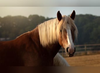 Polish Coldblood, Mare, 13 years, 16 hh, Chestnut-Red