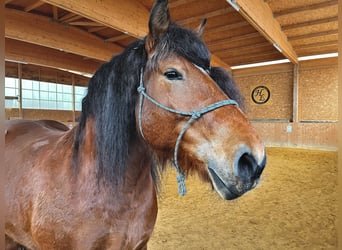 Polish Coldblood, Mare, 14 years, 15.3 hh, Brown