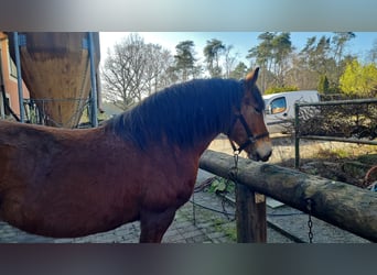 Polish Coldblood, Mare, 15 years, 16 hh, Brown