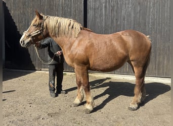 Polish Coldblood, Mare, 18 years, 16 hh, Chestnut