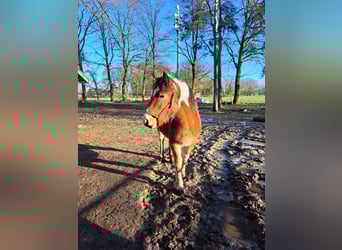Polish Coldblood, Mare, 1 year, 13,2 hh, Pinto