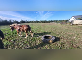 Polish Coldblood Mix, Mare, 1 year, 14.2 hh, Chestnut-Red