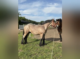 Polish Coldblood, Mare, 2 years, 15.3 hh, Roan-Bay Polish Coldblood, Mare, 2 years, 15.3 hh, Roan-Bay
