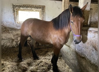 Polish Coldblood Mix, Mare, 2 years, 16.2 hh, Bay