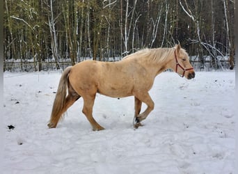 Polish Coldblood, Mare, 2 years, 16 hh, Palomino