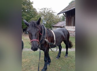 Polish Coldblood, Mare, 3 years, 15,1 hh, Black