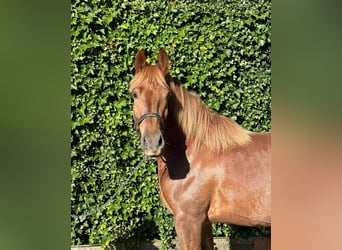 Polnisches Kaltblut, Stute, 3 Jahre, 15,1 hh, Fuchs