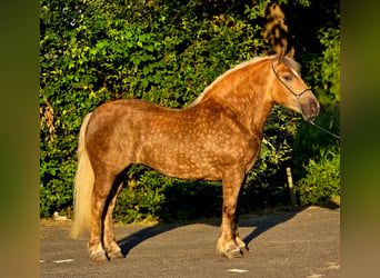Polish Coldblood, Mare, 3 years, 15.2 hh, Champagne