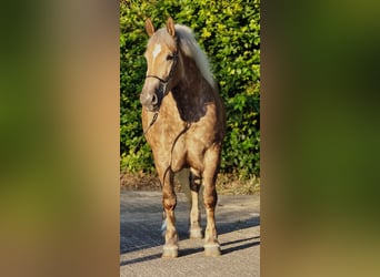 Polish Coldblood, Mare, 3 years, 15.2 hh, Champagne