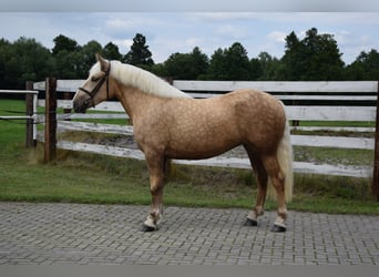 Polish Coldblood Mix, Mare, 3 years, 15.2 hh, Palomino