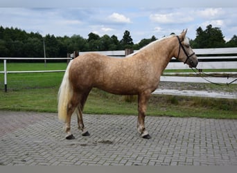 Polish Coldblood Mix, Mare, 3 years, 15.2 hh, Palomino