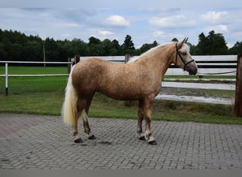 Polish Coldblood Mix, Mare, 3 years, 15.2 hh, Palomino