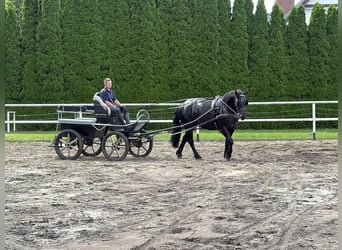 Polish Coldblood, Mare, 3 years, 15.3 hh, Black