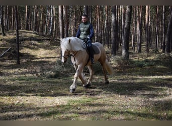 Polish Coldblood Mix, Mare, 3 years, 15.3 hh, Palomino