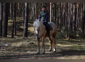 Polish Coldblood Mix, Mare, 3 years, 15,3 hh, Palomino