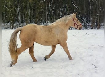 Polish Coldblood, Mare, 3 years, 16 hh, Palomino