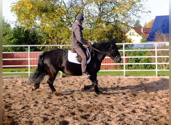 Polnisches Kaltblut, Stute, 4 Jahre, 14,3 hh, Rappe