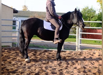 Polnisches Kaltblut, Stute, 4 Jahre, 14,3 hh, Rappe