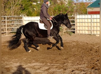 Polnisches Kaltblut, Stute, 4 Jahre, 14,3 hh, Rappe