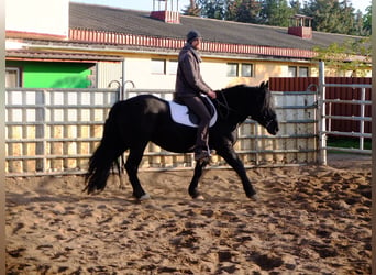 Polnisches Kaltblut, Stute, 4 Jahre, 14,3 hh, Rappe