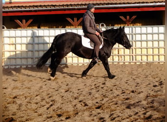 Polnisches Kaltblut, Stute, 4 Jahre, 14,3 hh, Rappe