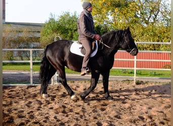 Polnisches Kaltblut, Stute, 4 Jahre, 14,3 hh, Rappe