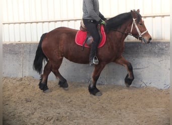 Polish Coldblood, Mare, 4 years, 15,1 hh, Brown