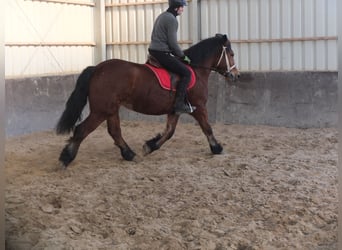 Polish Coldblood, Mare, 4 years, 15,1 hh, Brown