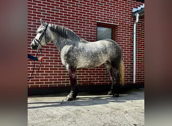 Polish Coldblood Mix, Mare, 4 years, 15.1 hh, Grey-Dapple