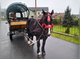 Polish Coldblood, Mare, 4 years, 15,2 hh, Black