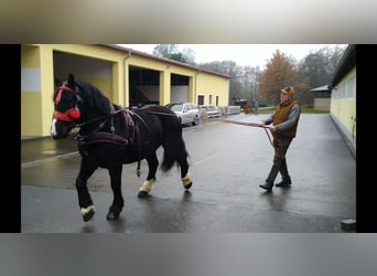 Polish Coldblood, Mare, 4 years, 15,2 hh, Black