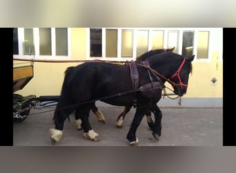 Polish Coldblood, Mare, 4 years, 15,2 hh, Black