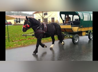 Polish Coldblood, Mare, 4 years, 15,2 hh, Black