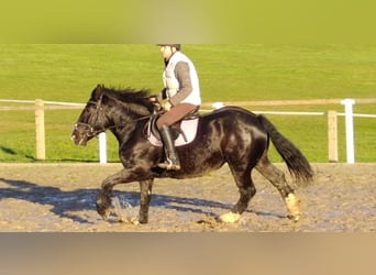 Polish Coldblood, Mare, 4 years, 15,2 hh, Black