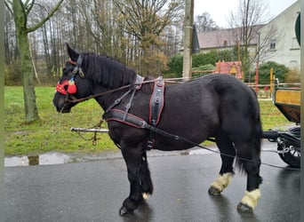 Polish Coldblood, Mare, 4 years, 15,2 hh, Black