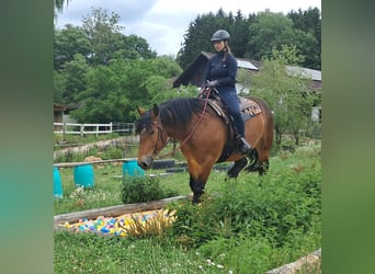 Polish Coldblood, Mare, 4 years, 15.2 hh, Brown