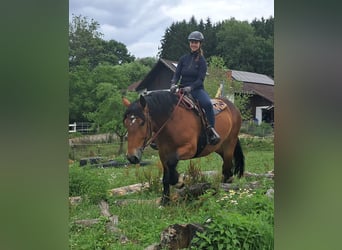 Polish Coldblood, Mare, 4 years, 15.2 hh, Brown