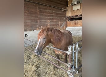 Polish Coldblood, Mare, 4 years, 15.2 hh, Cremello