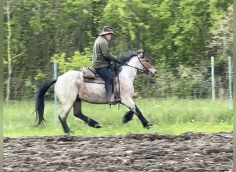 Polish Coldblood, Mare, 4 years, 15,2 hh, Gray-Red-Tan