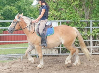 Polish Coldblood, Mare, 4 years, 15.2 hh, Palomino