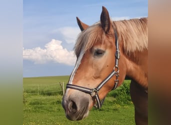 Polnisches Kaltblut, Stute, 4 Jahre, 15,3 hh, Falbe