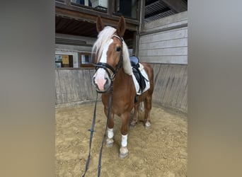 Polish Coldblood Mix, Mare, 4 years, 15 hh, Chestnut-Red