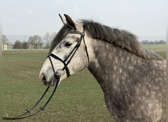 Polish Coldblood, Mare, 4 years, 15,1 hh, Grey-Dapple
