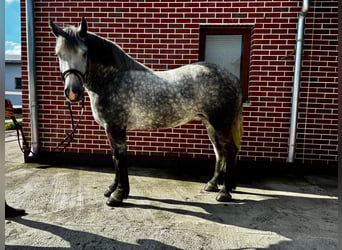 Polish Coldblood Mix, Mare, 4 years, 15,1 hh, Grey-Dapple