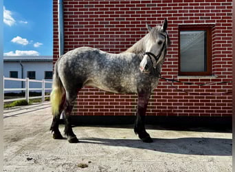 Polish Coldblood Mix, Mare, 4 years, 15,1 hh, Grey-Dapple